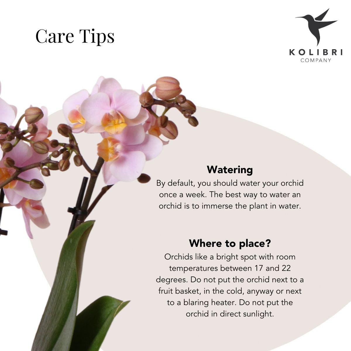 Anro Style Roze phalaenopsis orchidee - Andorra + Pastel pot white - potmaat Ø9cm | bloeiende kamerplant - vers van de kweker