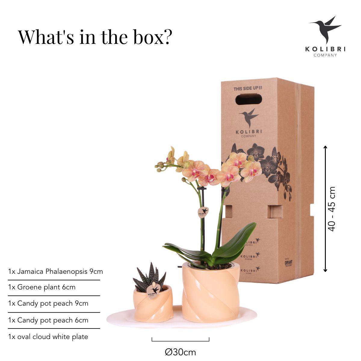 Anro Style Gift set Optimism small peach | Groene plant met oranje Phalaenopsis orchidee in Candy sierpotten op wit organisch dienblad