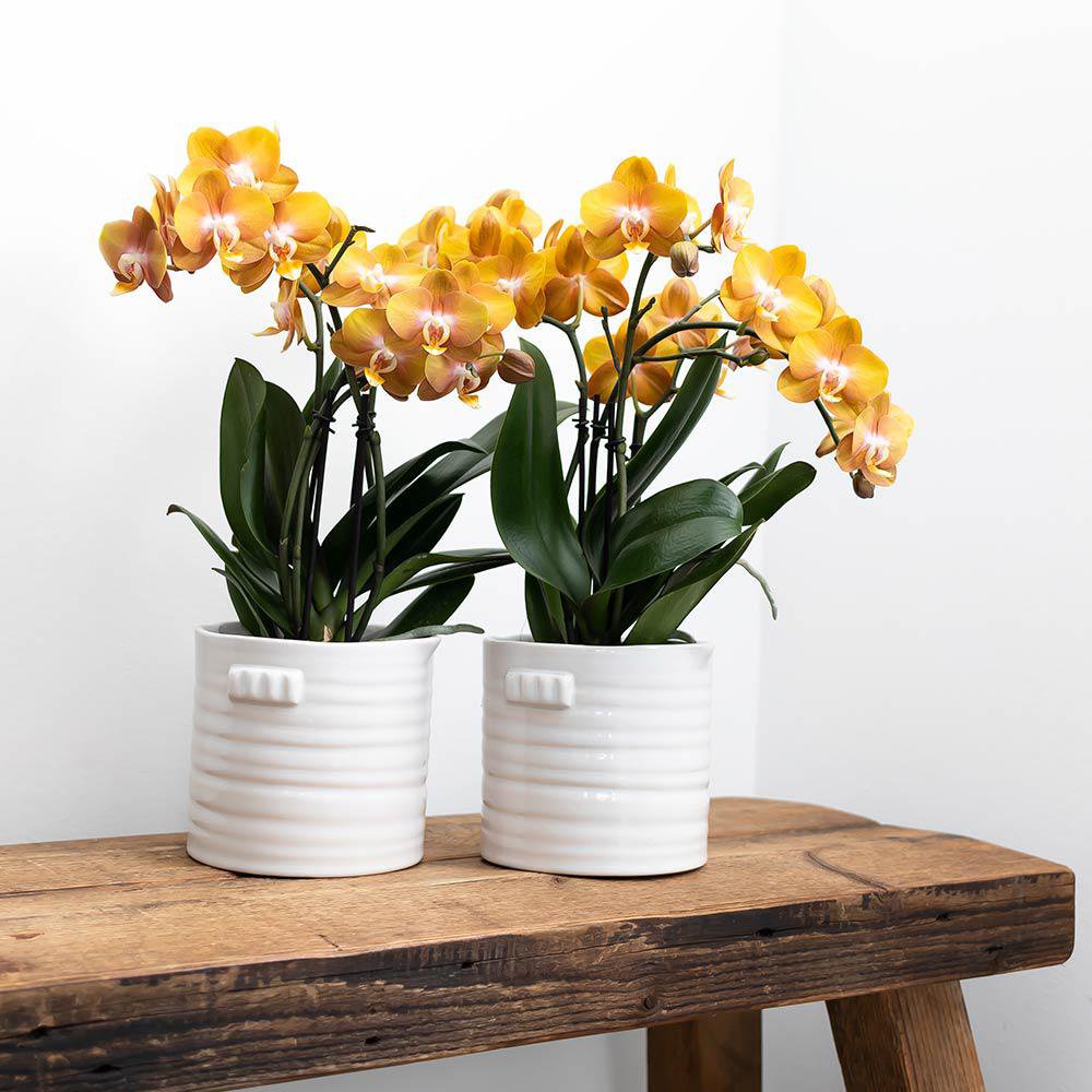 Anro Style Jug bloempot - Witte keramieken sierpot Ø9cm