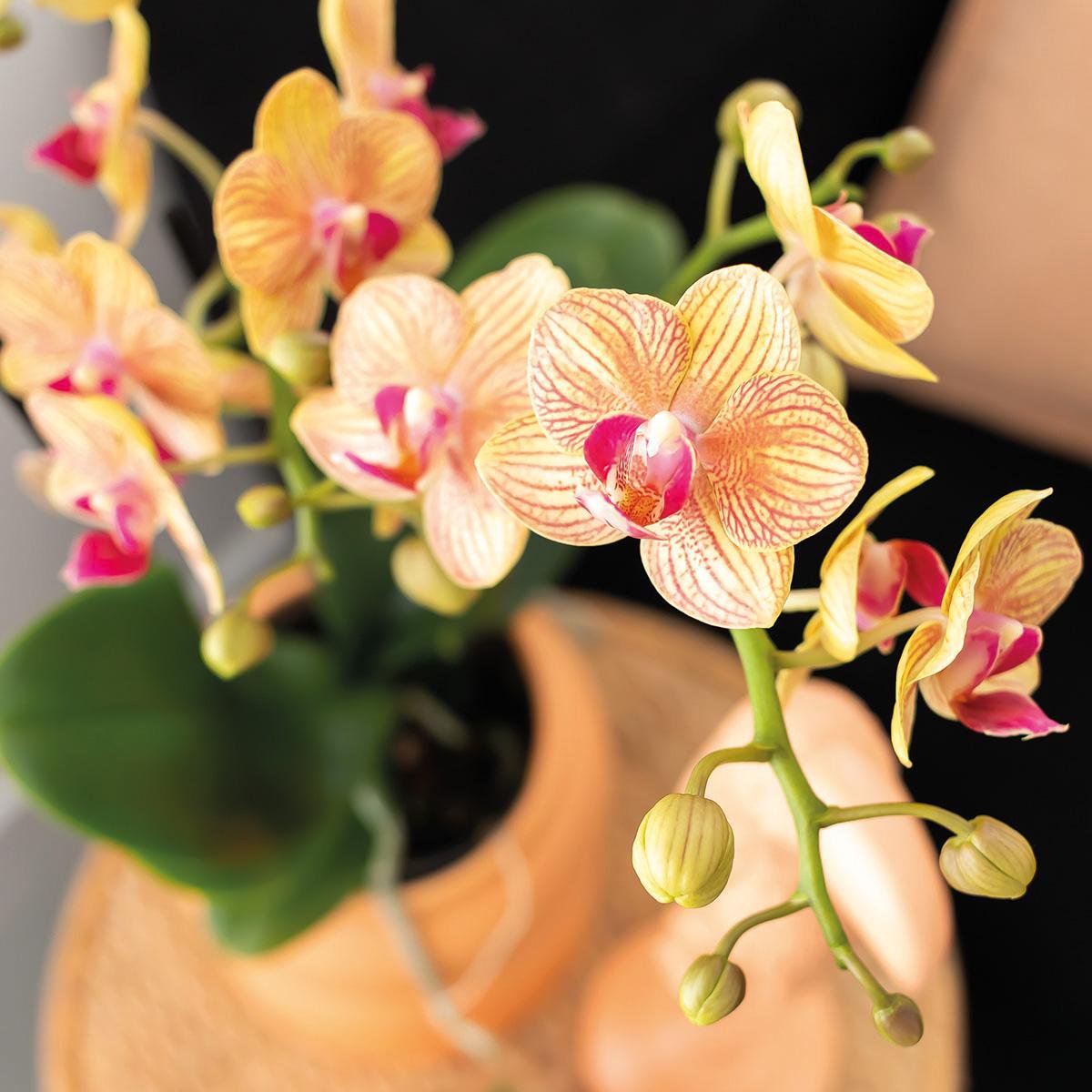 Anro Style Gift set Optimism small peach | Groene plant met oranje Phalaenopsis orchidee in Candy sierpotten op wit organisch dienblad