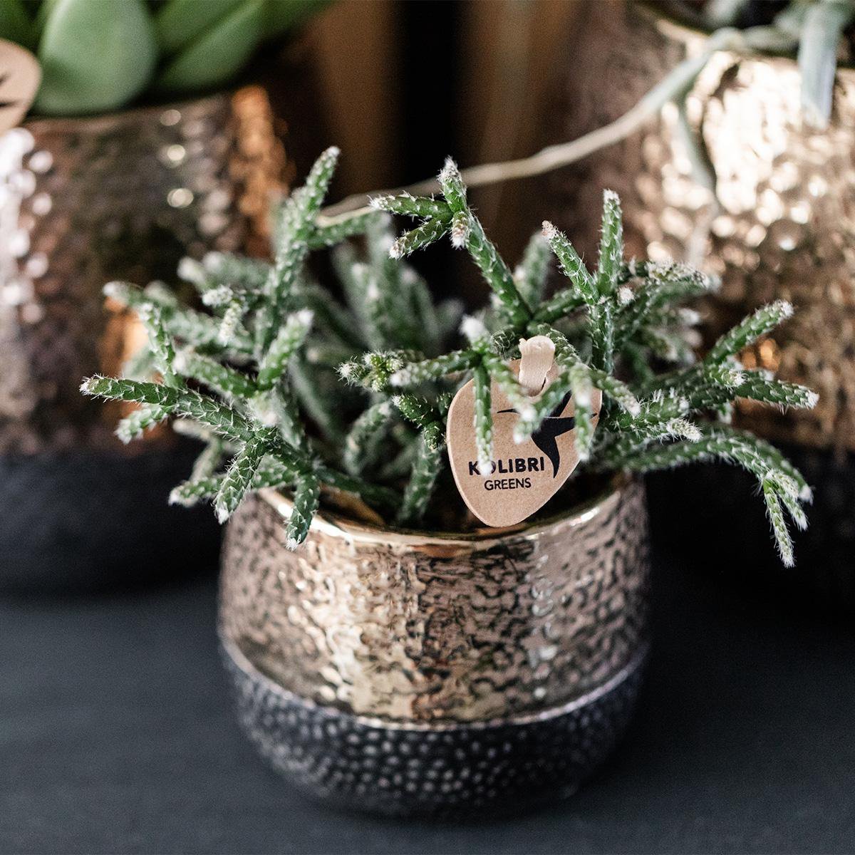 Anro Style Elite pot copper - Ø6cm
