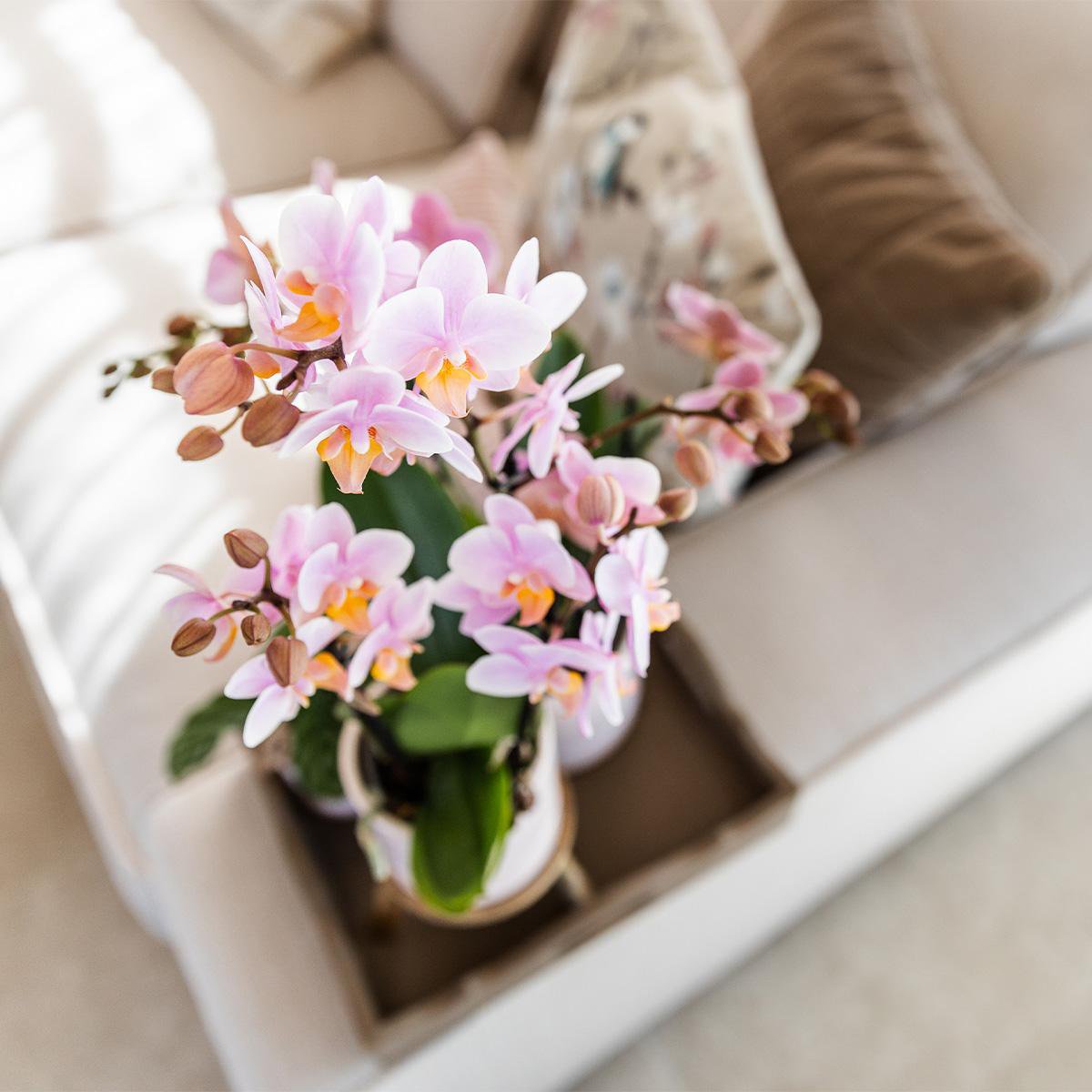 Anro Style Roze phalaenopsis orchidee - Andorra + Pastel pot white - potmaat Ø9cm | bloeiende kamerplant - vers van de kweker