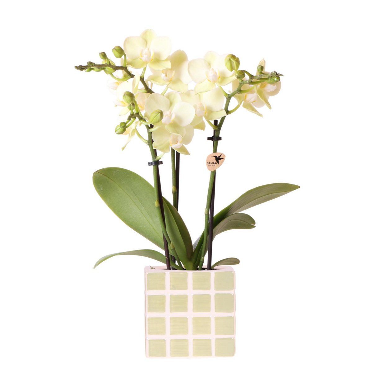 Anro Style orchidee Mexico + Mosa sierpot groen - potmaat Ø9cm | bloeiende kamerplant - vers van de kweker