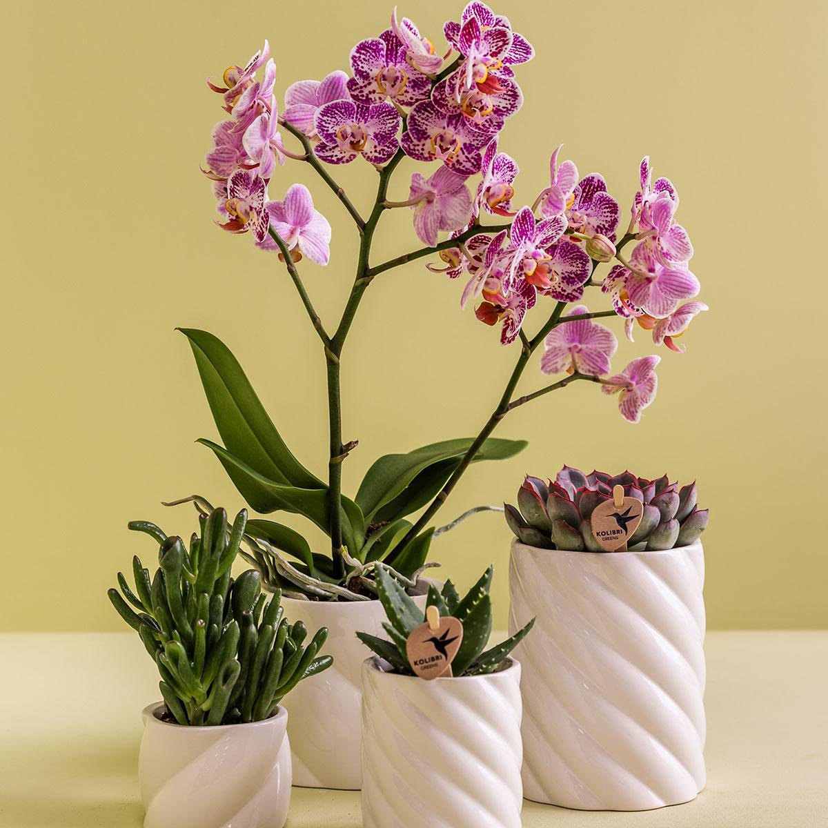 Anro Style Candy sierpot | Hoog - White - Ø6cm