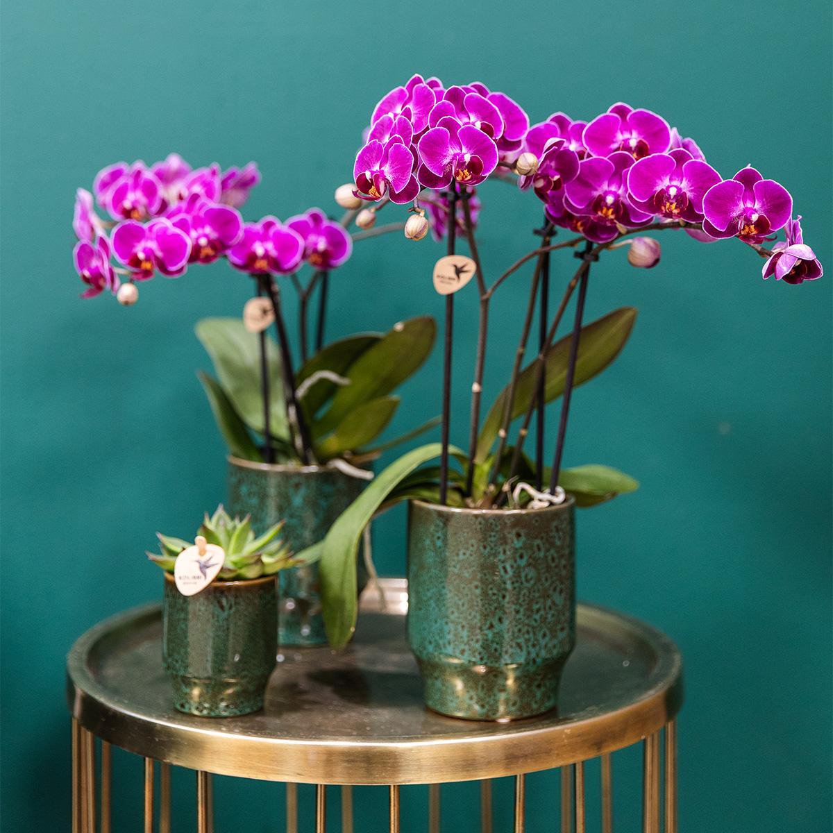 Anro Style Paarse phalaenopsis orchidee - Morelia Classy green- potmaat Ø9cm | bloeiende kamerplant - vers van de kweker
