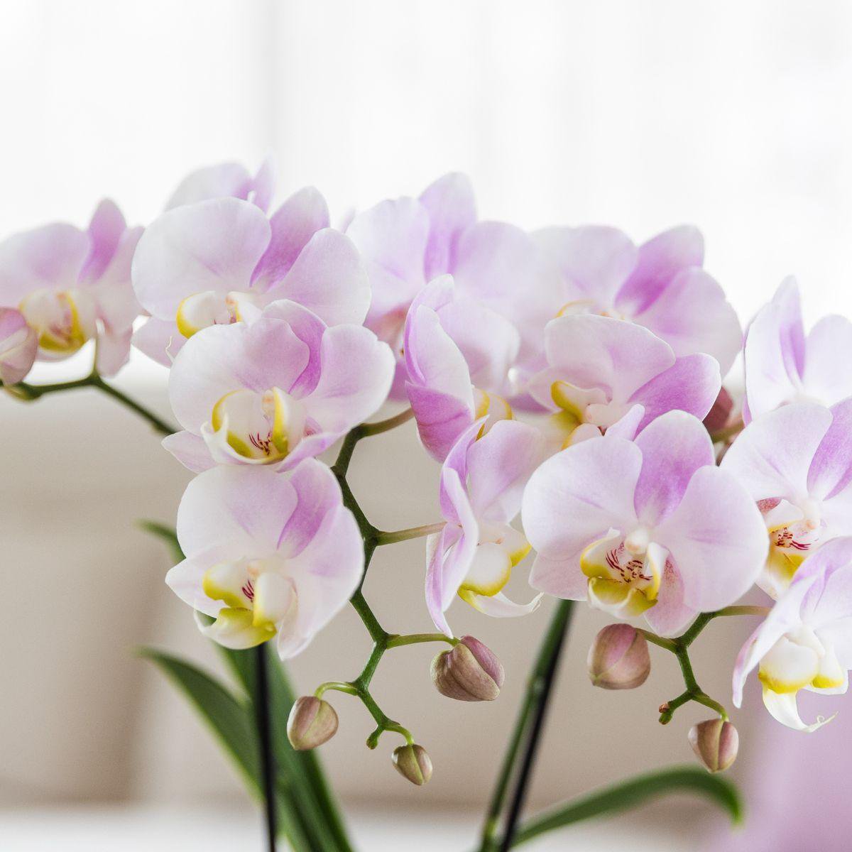 Anro Style Valentijn Set Roze Phalaenopsis Orchidee Portugal en Succulent incl. keramieken sierpotten