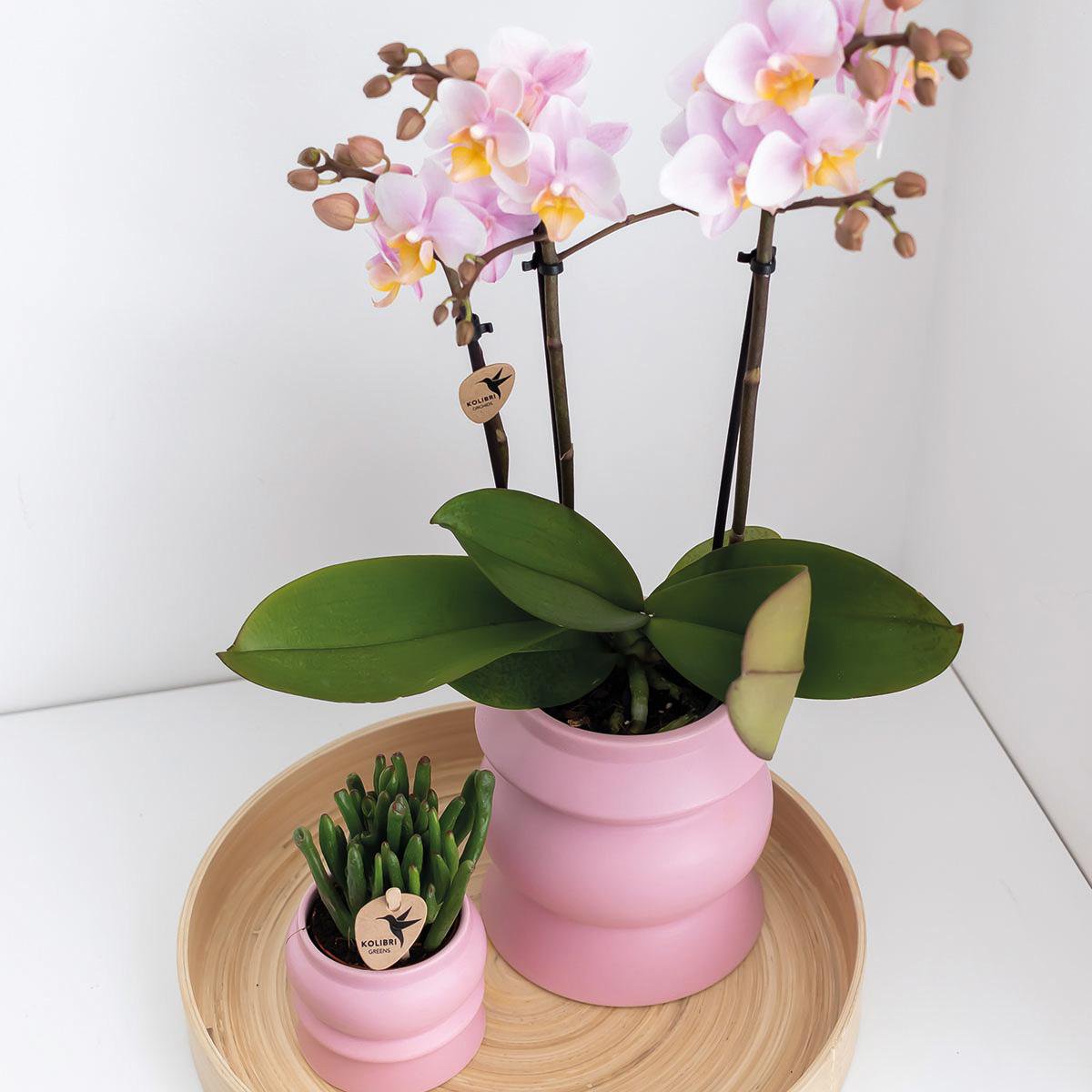 Anro Style COMBI DEAL van 2 Roze phalaenopsis orchideeën - Andorra - potmaat Ø9cm | bloeiende kamerplant - vers van de kweker