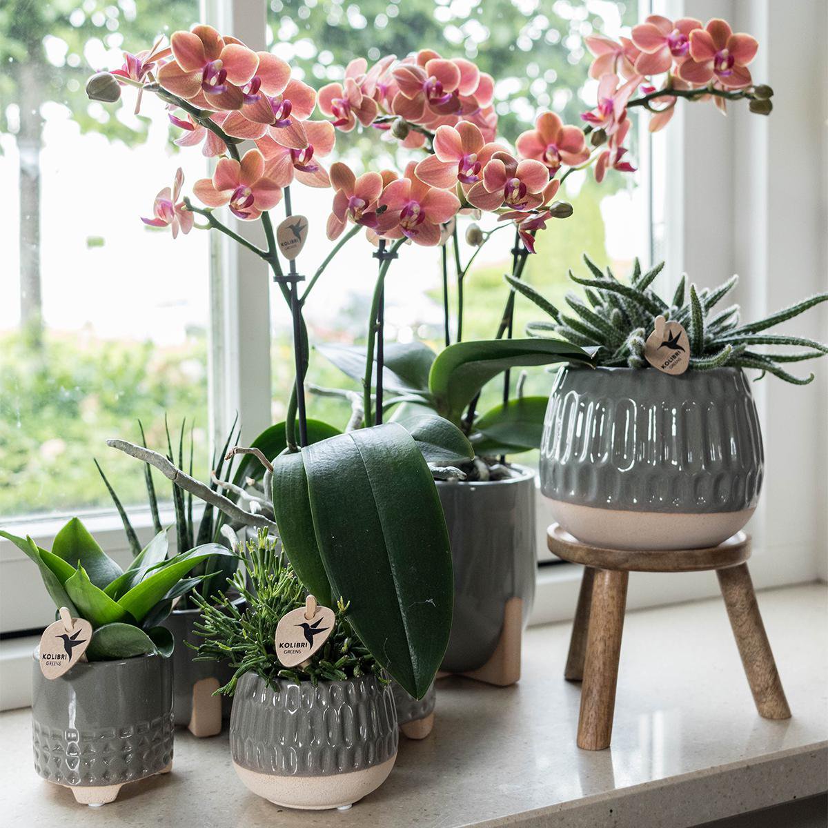 Anro Style Plantenstandaard - Houten planten verhoging Ø12cm