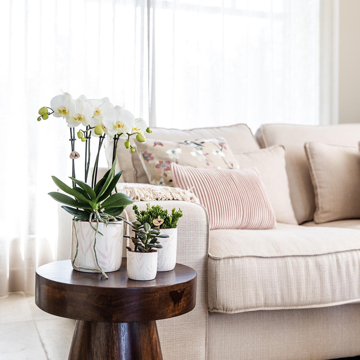 Anro Style witte Phalaenopsis orchidee - Amabilis + Leaf pot pink - potmaat Ø9cm | bloeiende kamerplant - vers van de kweker