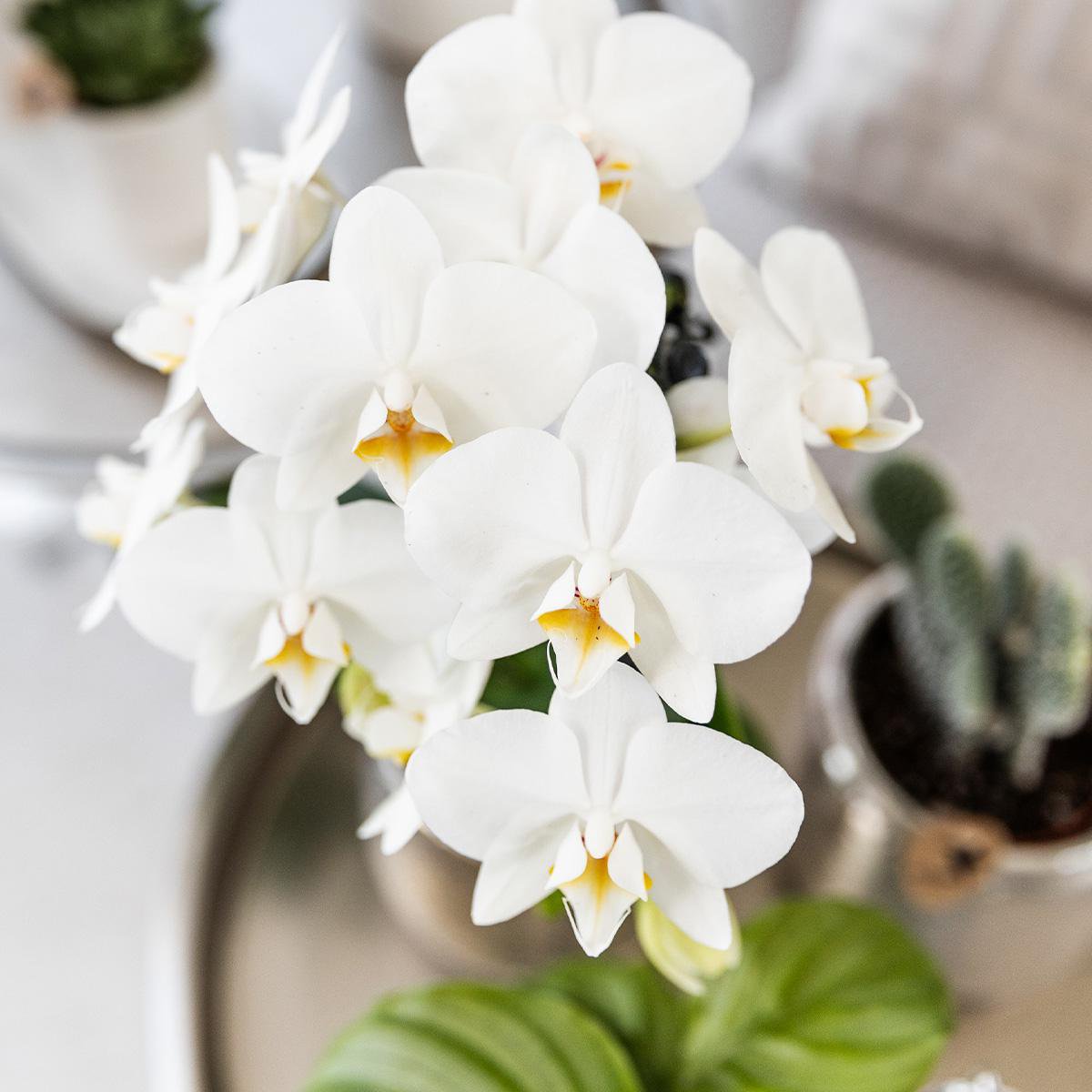 Anro Style Witte Phalaenopsis orchidee - Amabilis + Elite pot silver- potmaat Ø9cm - 35cm hoog vers van de kweker
