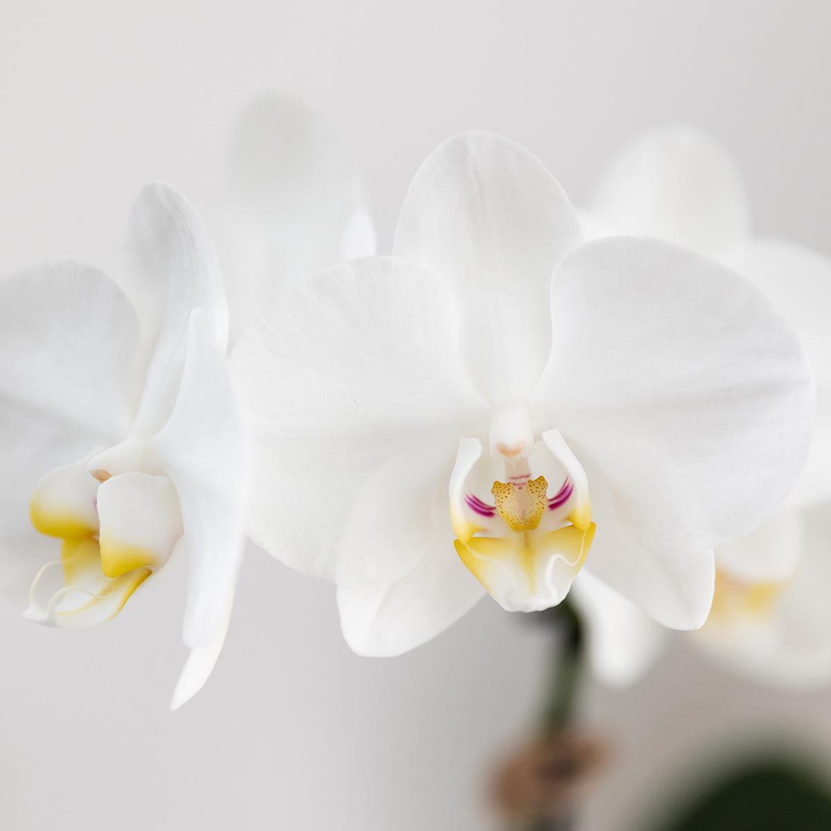 Anro Style Cadeauset Untamed Nature klein | Groene plant met witte Phalaenopsis orchidee Amabilis in Jaguar sierpotten op bamboeblad