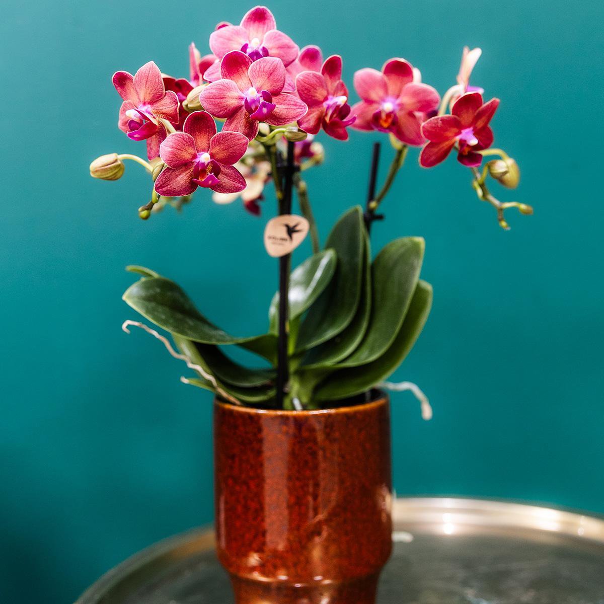 Anro Style rode Phalaenopsis orchidee - Congo + Classy red- potmaat Ø9cm | bloeiende kamerplant - vers van de kweker