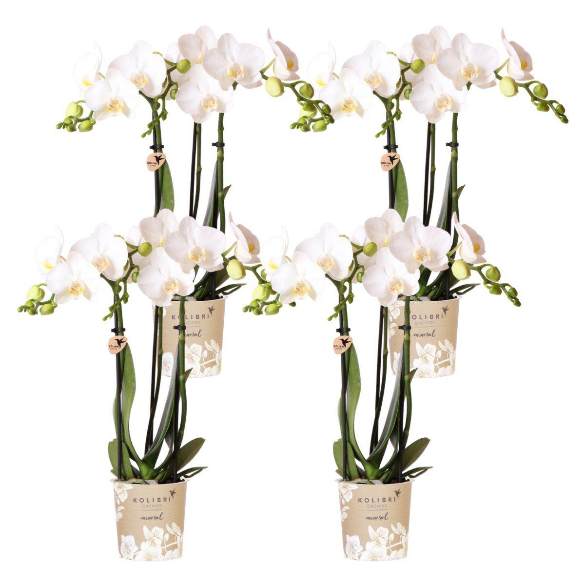 Anro Style COMBI DEAL van 4 witte Phalaenopsis orchideeën - Amabilis - potmaat Ø9cm | bloeiende kamerplant - vers van de kweker