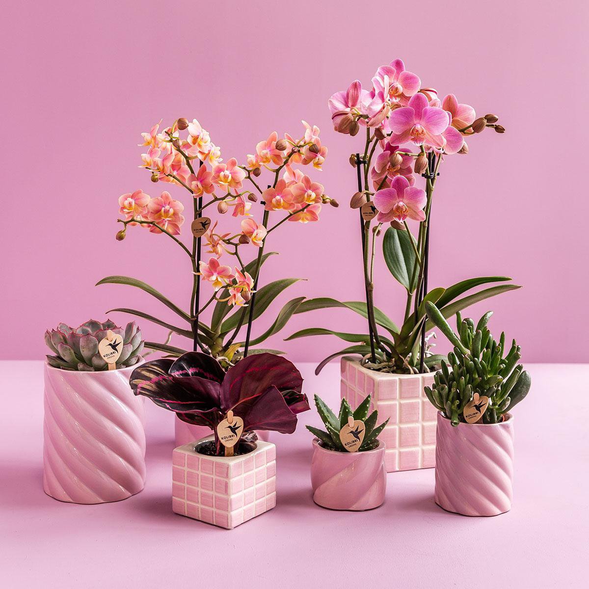 Anro Style Candy sierpot | Hoog - Pink - Ø9cm