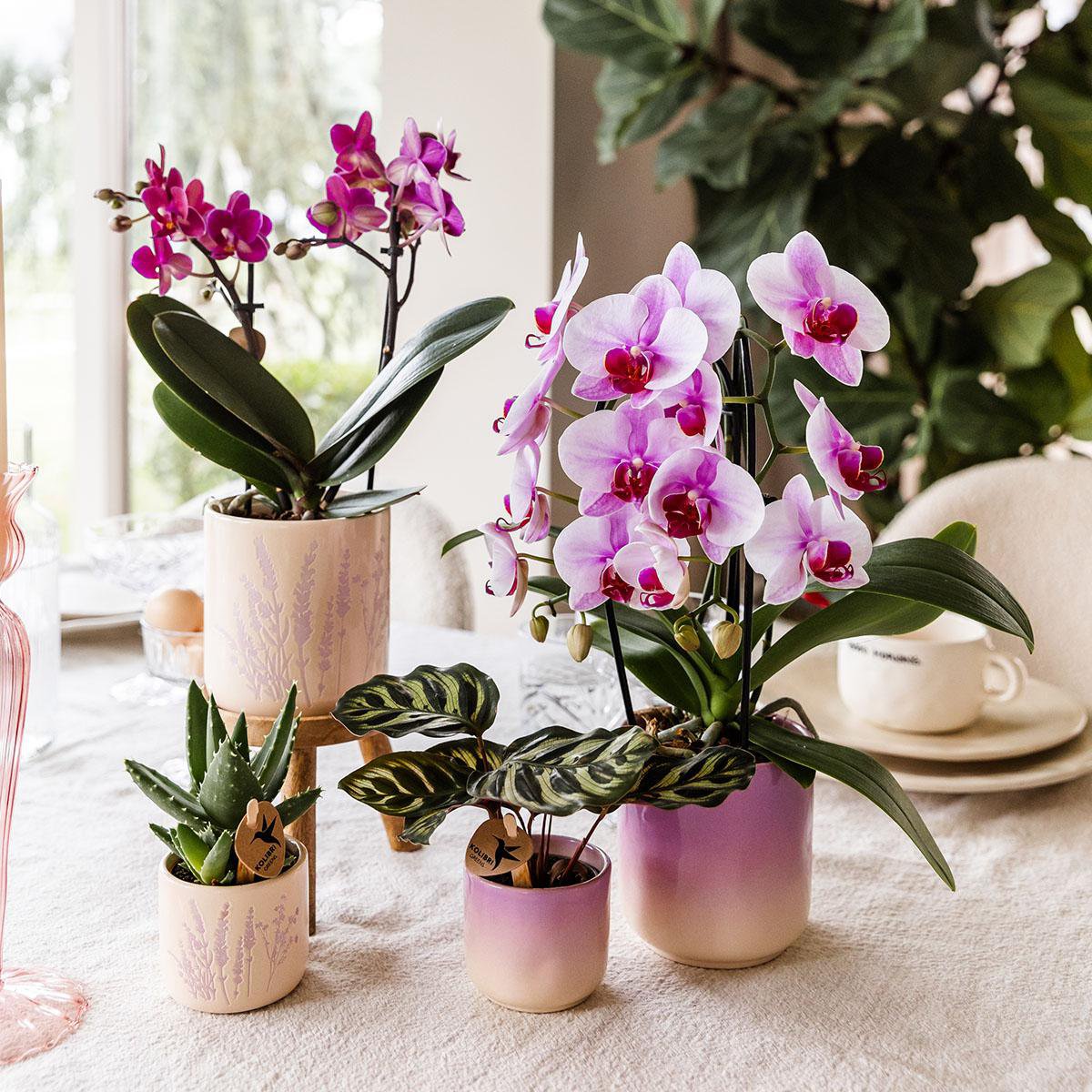 Anro Style Gradience sierpot - Roze - Ø6cm