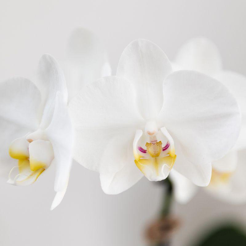 Anro Style Set van witte Phalaenopsis orchidee Amabilis en Succulent Crassula Hobbit in Painted Stripe pot blauw - potmaat Ø9cm + Ø6cm | bloeiende kamerplant - vers van de kweker