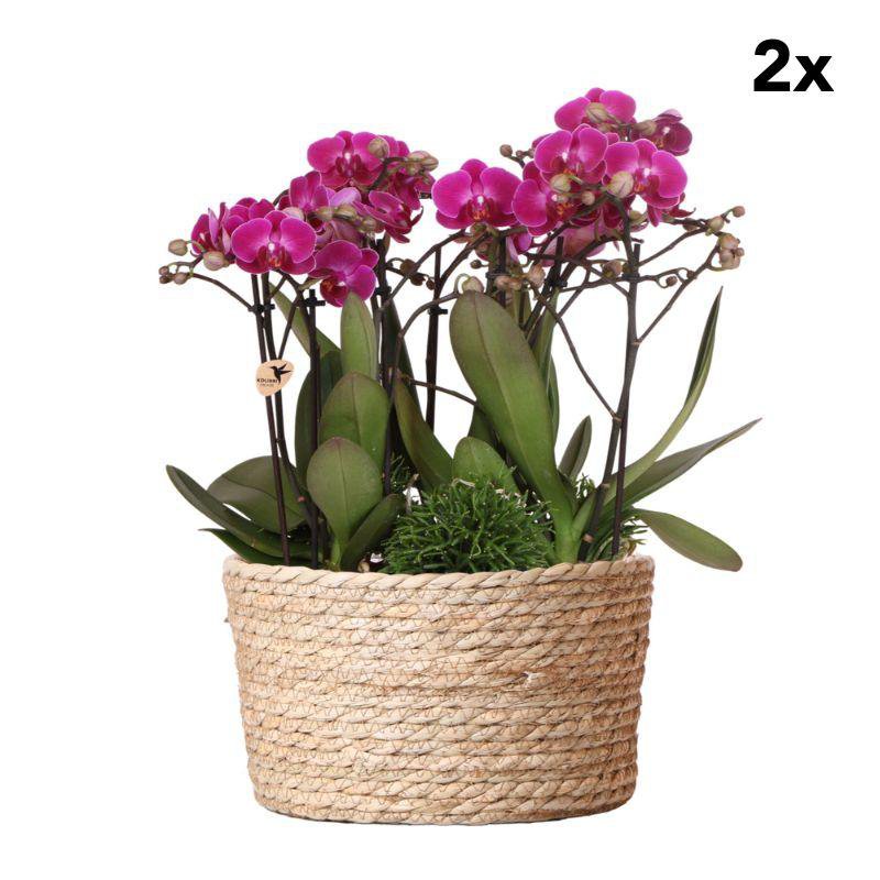 Anro Style 2 stuks | paarse plantenset in Reed basket incl. waterreservoir | drie paarse orchideeën en drie groene planten | Jungle Bouquet paarse met zelfvoorzienend waterreservoir