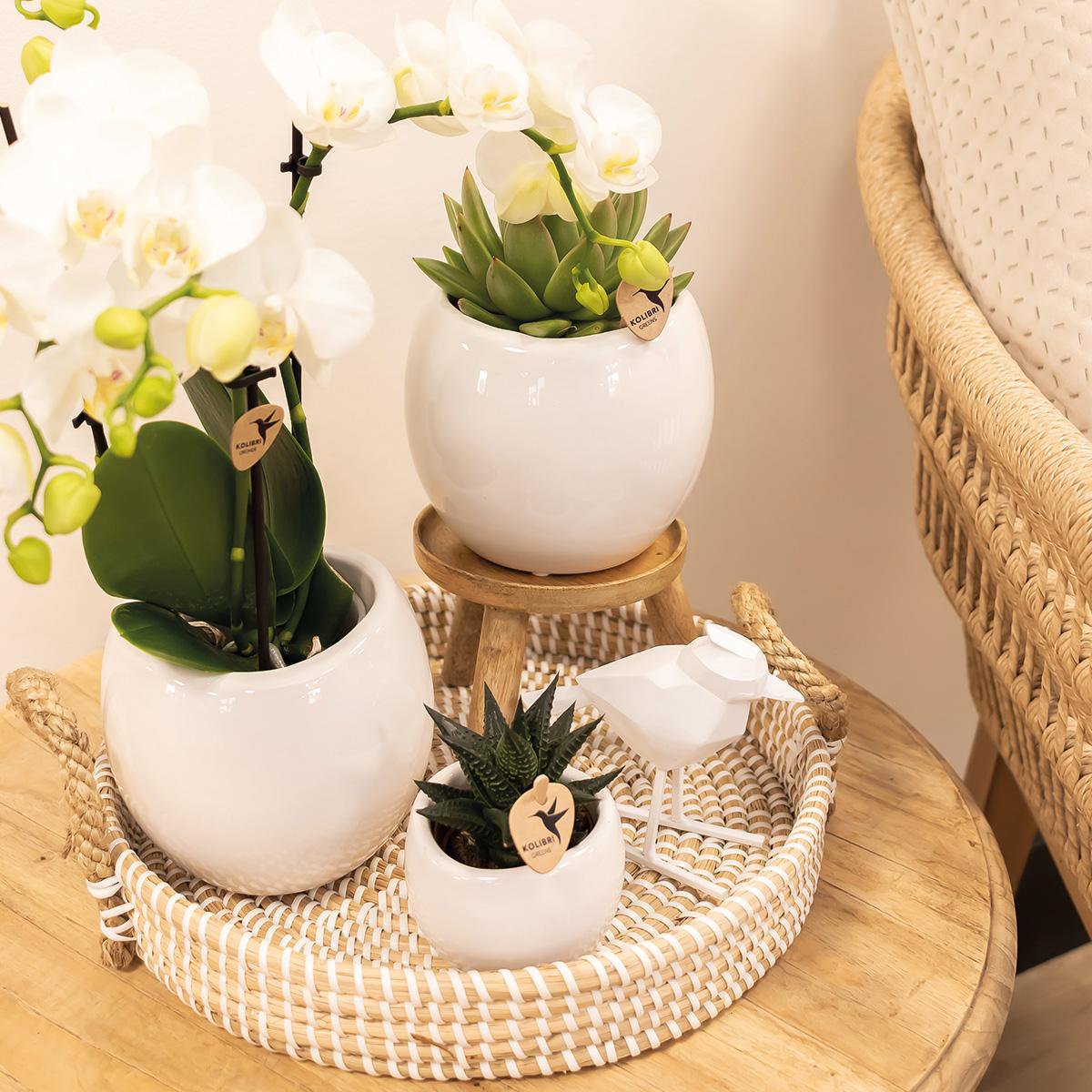 Anro Style Bowl bloempot - Witte keramieken sierpot - potmaat Ø9cm