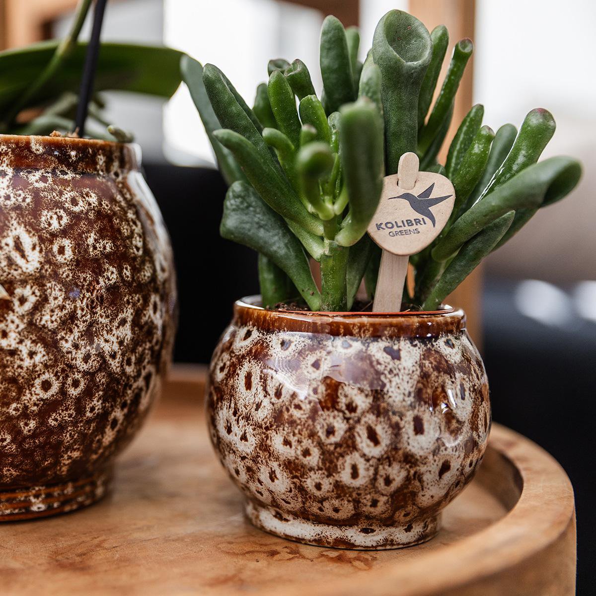 Anro Style Safari pot - Ø6cm - Ø6cm