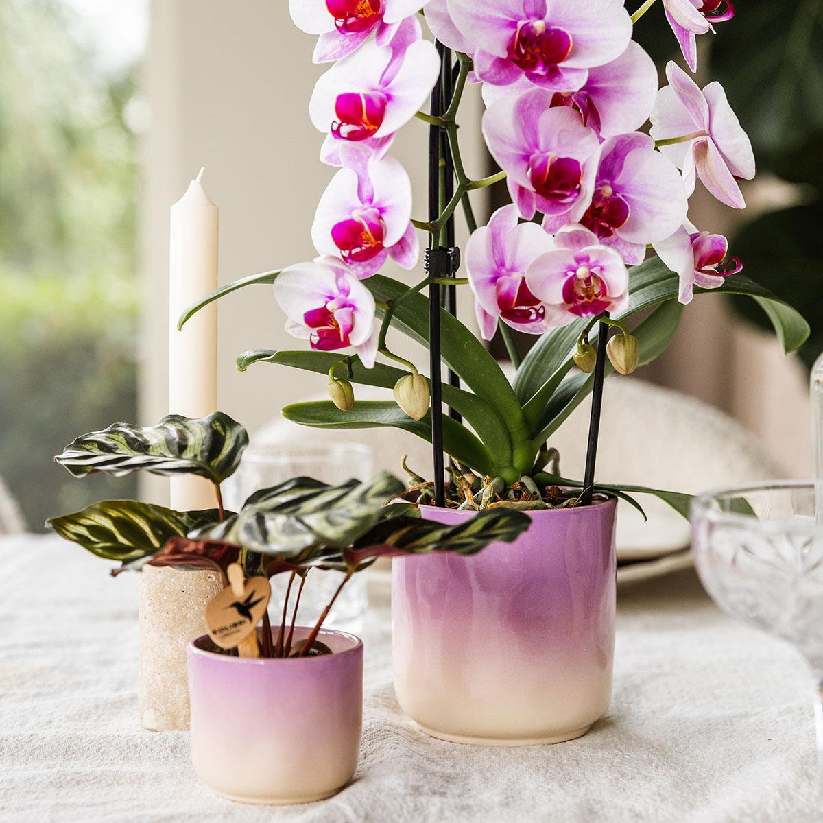 Anro Style Gradience sierpot - Roze - Ø6cm