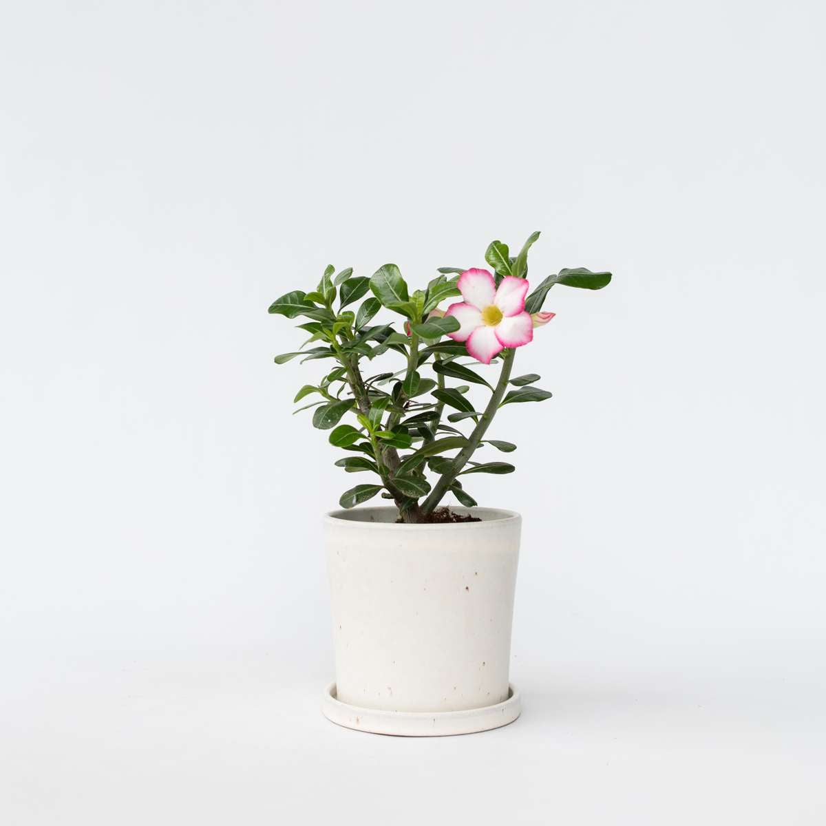 Florastore Desert Rose - Adenium Obesum 'Pink Star' - Height 30-45Cm - ⌀13Cm