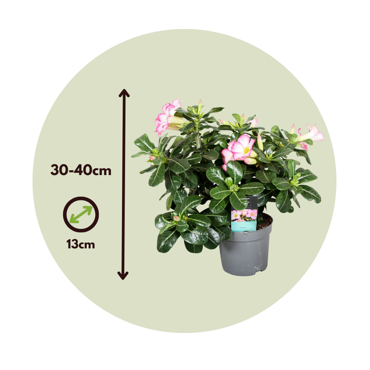 Florastore Desert Rose - Adenium Obesum 'Pink Star' - Height 30-45Cm - ⌀13Cm