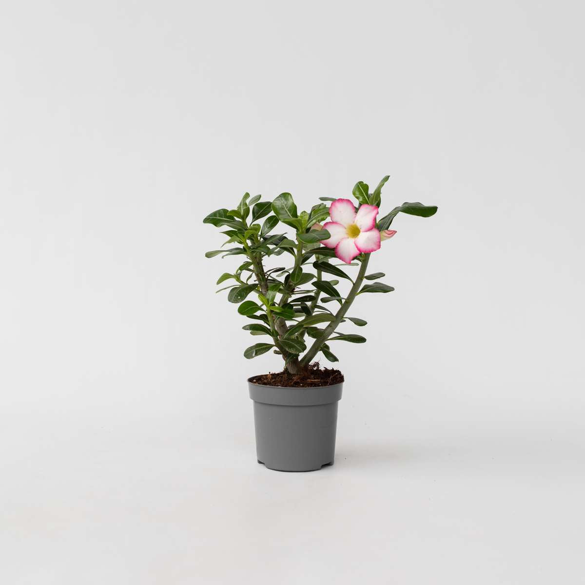 Florastore Desert Rose - Adenium Obesum 'Pink Star' - Height 30-45Cm - ⌀13Cm