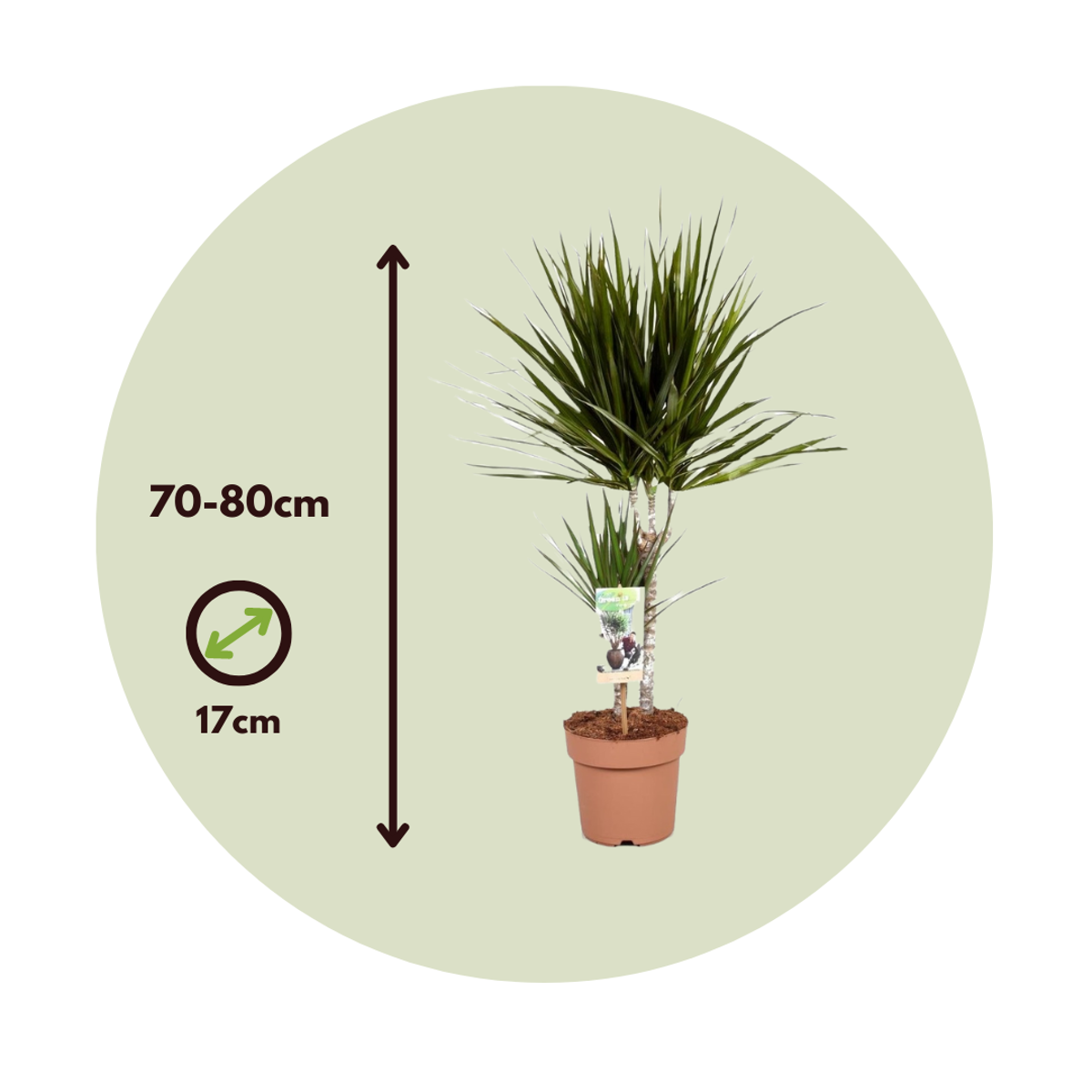 Florastore Madagascar Dragon Tree - Dracaena Marginata - Height 70-80Cm - ⌀17Cm