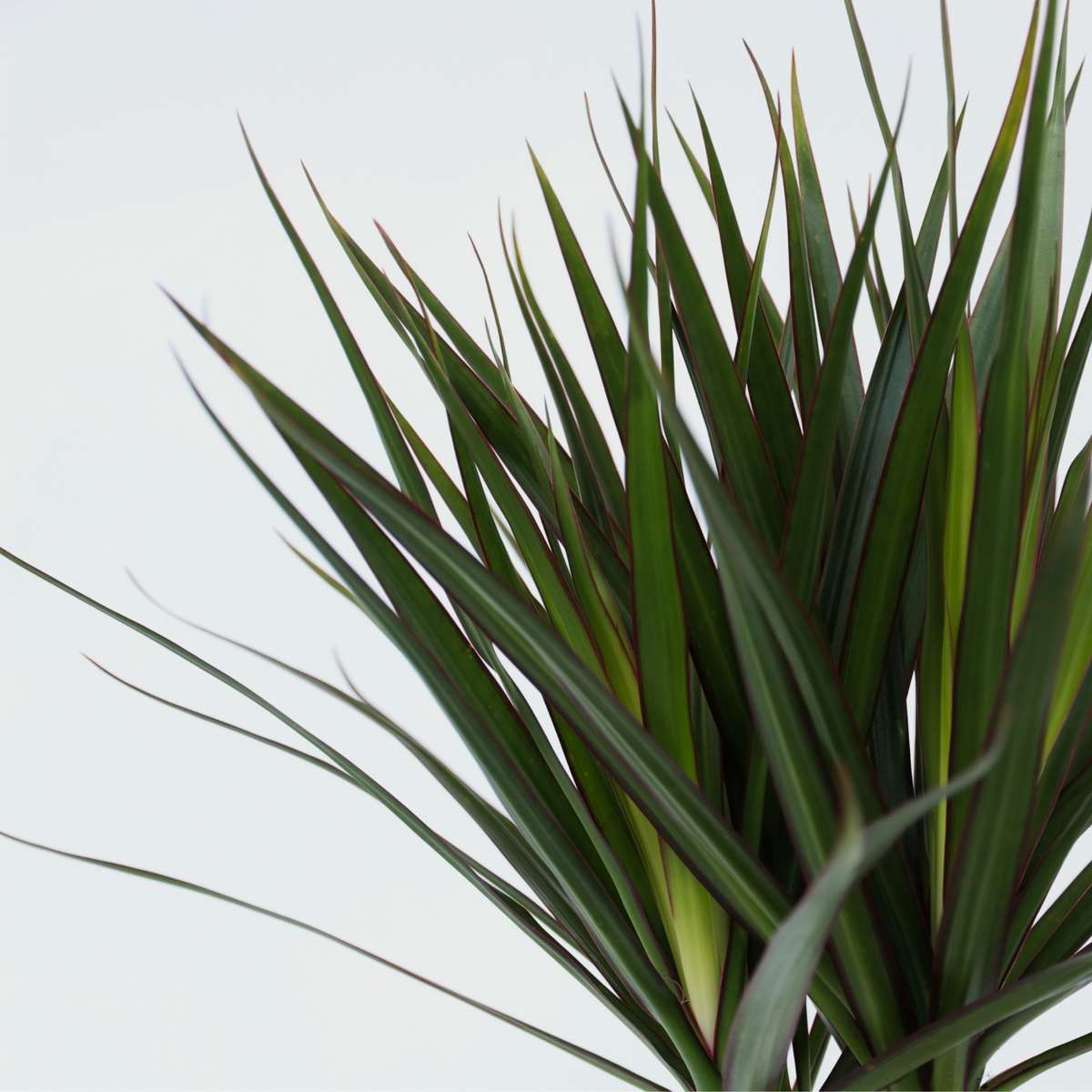 Florastore Madagascar Dragon Tree - Dracaena Marginata - Height 70-80Cm - ⌀17Cm