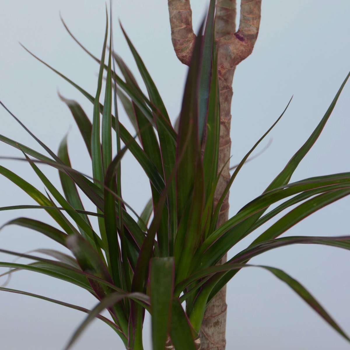 Florastore Madagascar Dragon Tree - Dracaena Marginata - Height 70-80Cm - ⌀17Cm