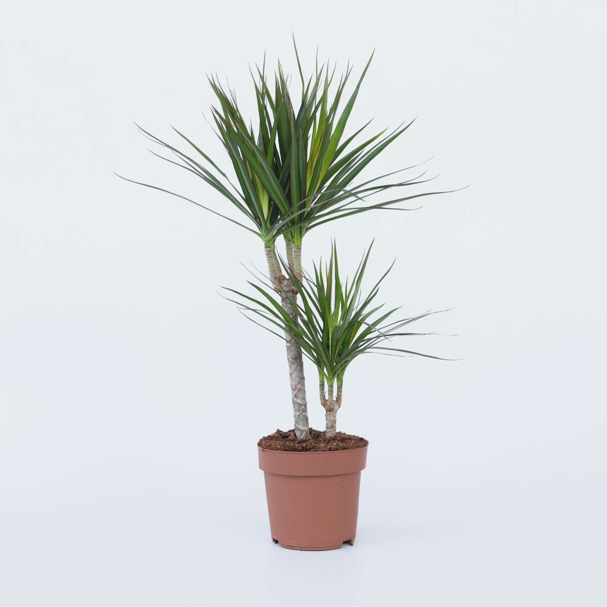 Florastore Madagascar Dragon Tree - Dracaena Marginata - Height 70-80Cm - ⌀17Cm