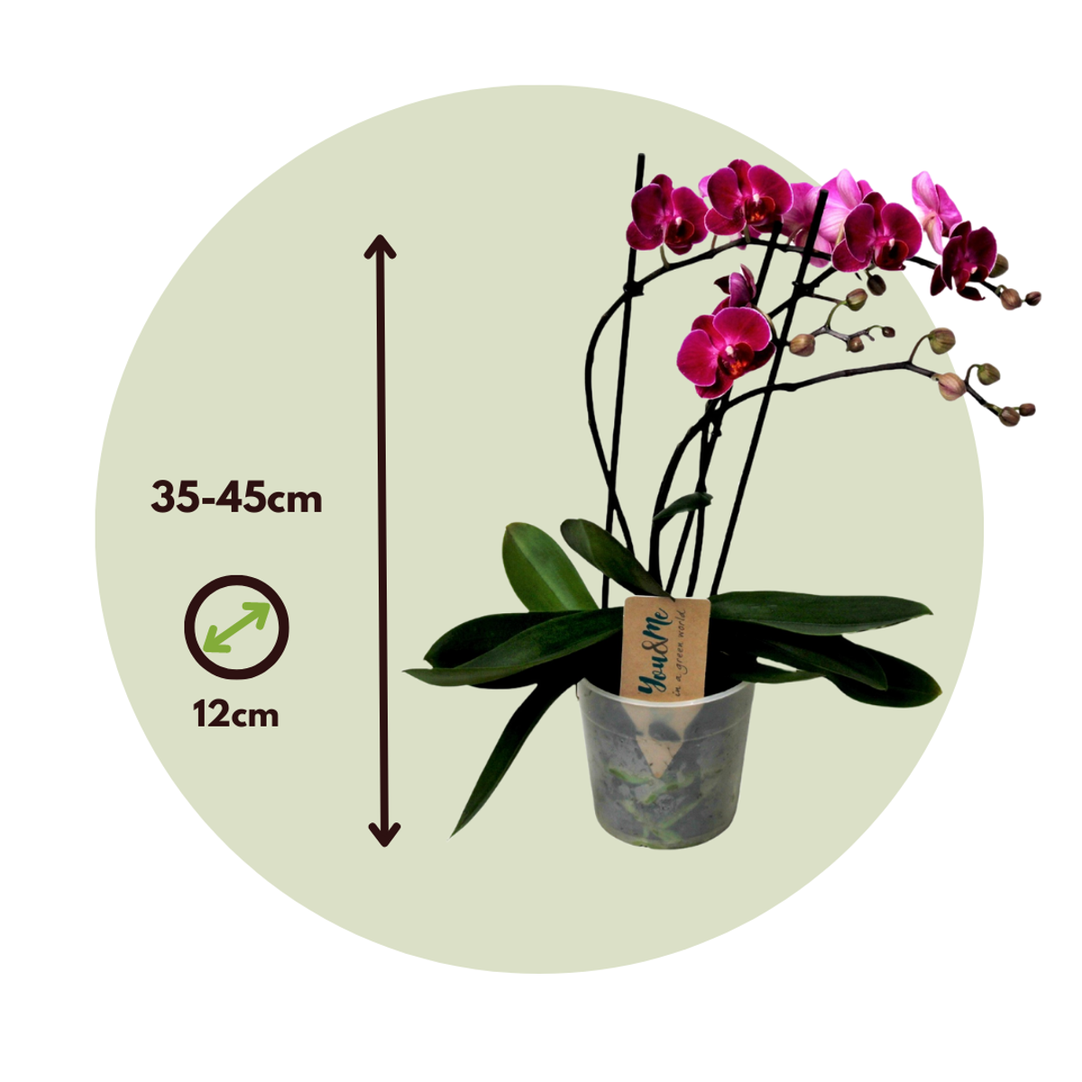 Florastore Moth Orchid - Phalaenopsis Multiflora - Height 35-45Cm - ⌀12Cm