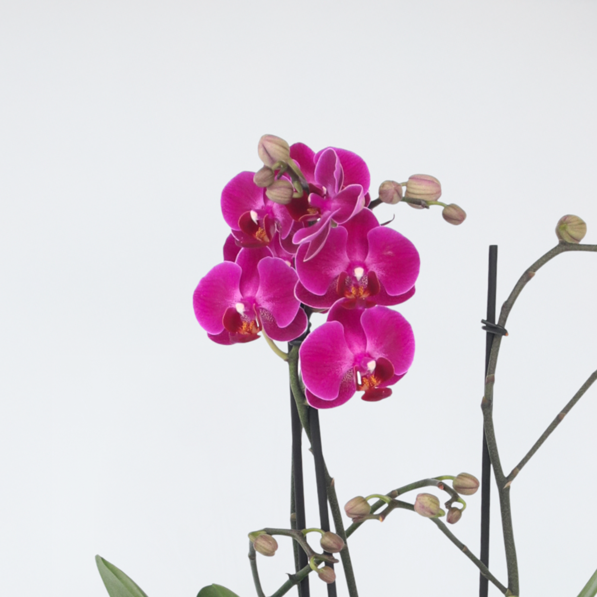 Florastore Moth Orchid - Phalaenopsis Multiflora - Height 35-45Cm - ⌀12Cm