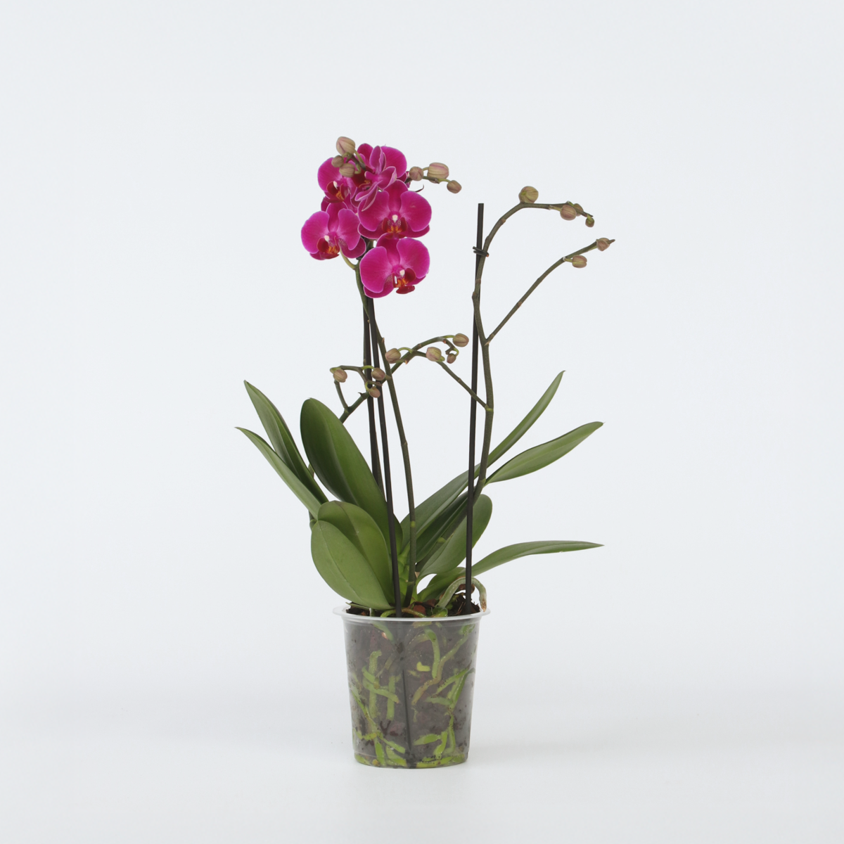 Florastore Moth Orchid - Phalaenopsis Multiflora - Height 35-45Cm - ⌀12Cm