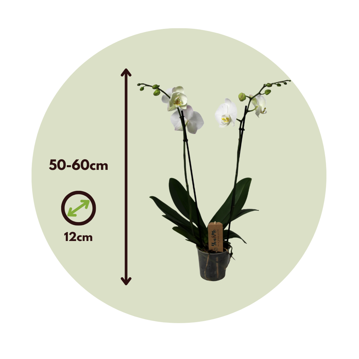 Florastore Moth Orchid - Phalaenopsis - Height 50-60Cm - ⌀12Cm