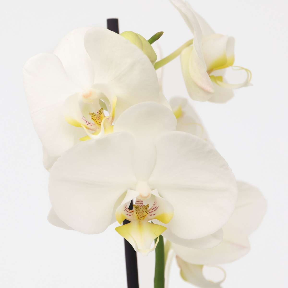 Florastore Moth Orchid - Phalaenopsis - Height 50-60Cm - ⌀12Cm