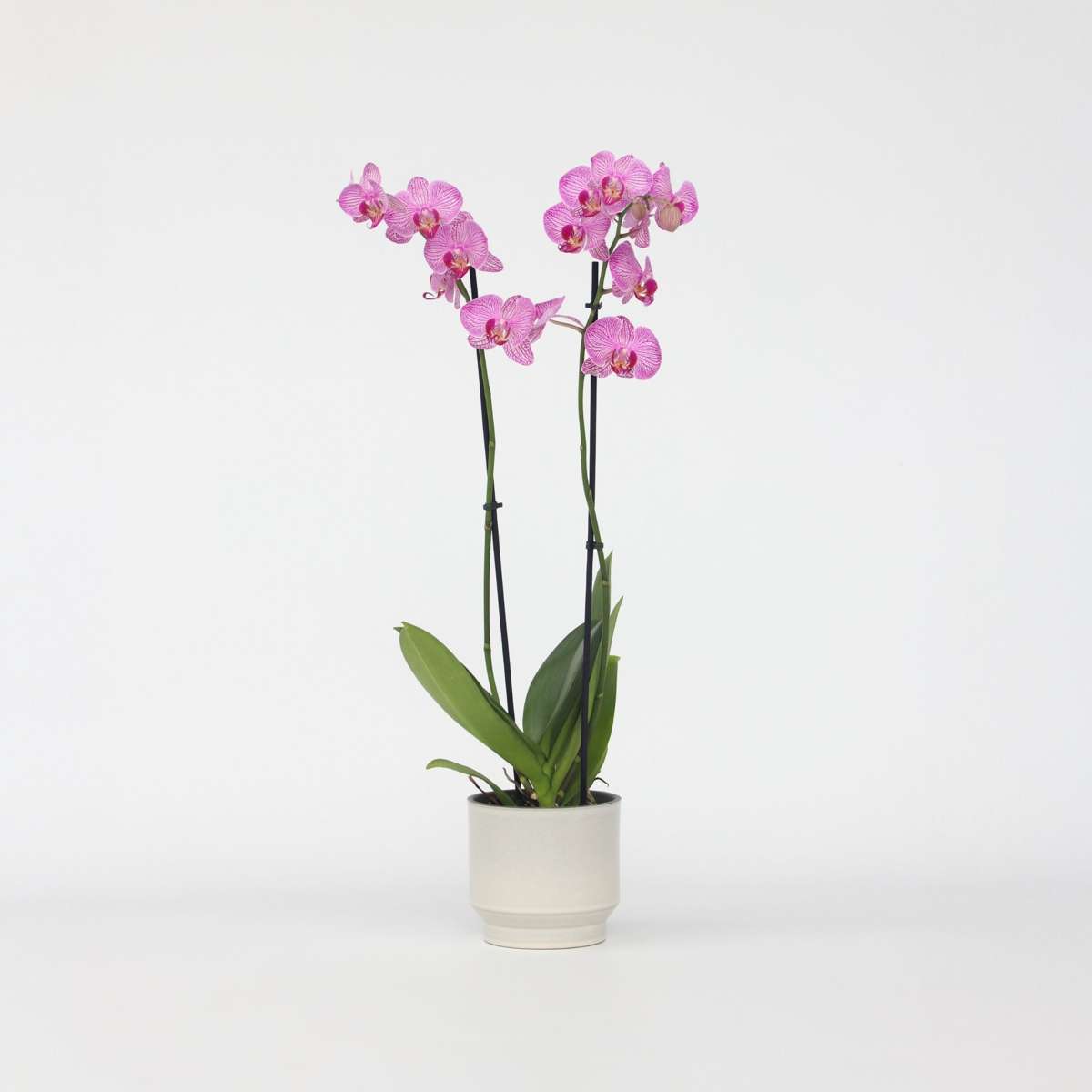 Florastore Moth Orchid - Phalaenopsis - Height 50-60Cm - ⌀12Cm