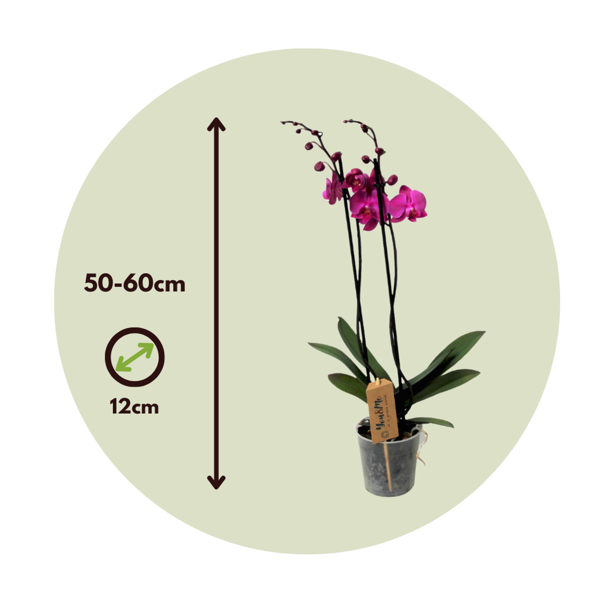 Florastore Moth Orchid - Phalaenopsis - Height 50-60Cm - ⌀12Cm
