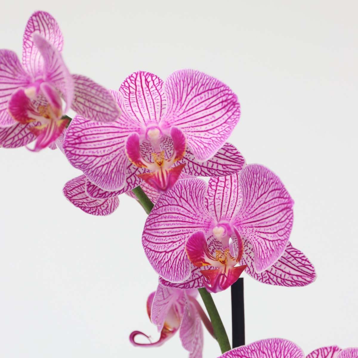 Florastore Moth Orchid - Phalaenopsis - Height 50-60Cm - ⌀12Cm