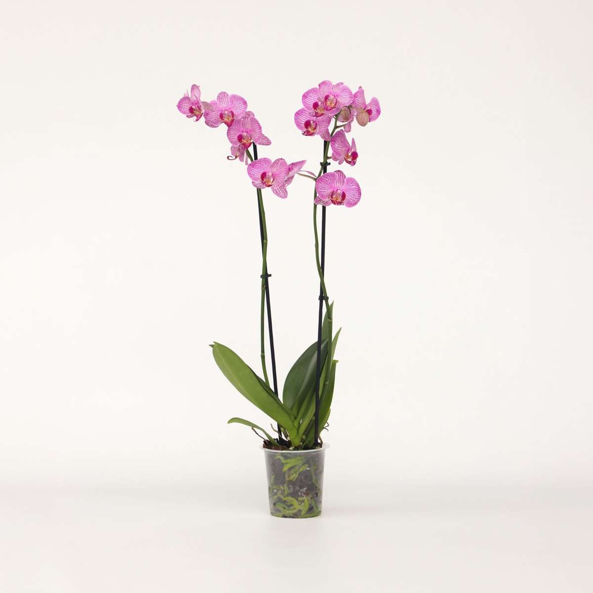 Florastore Moth Orchid - Phalaenopsis - Height 50-60Cm - ⌀12Cm