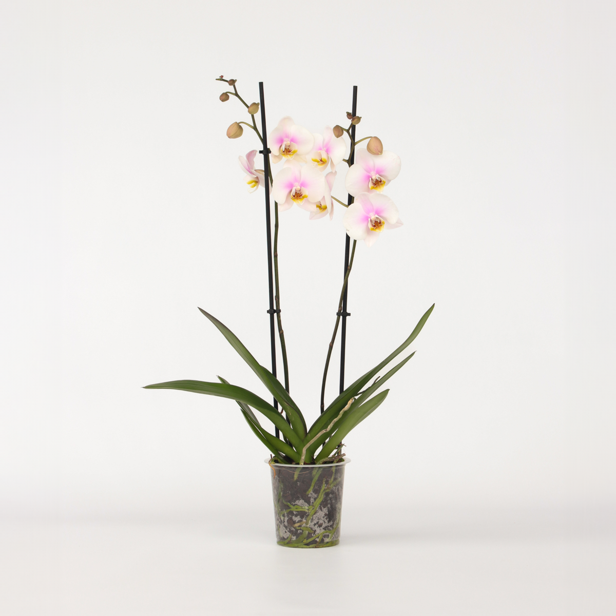 Florastore Moth Orchid - Phalaenopsis - Height 50-60Cm - ⌀12Cm