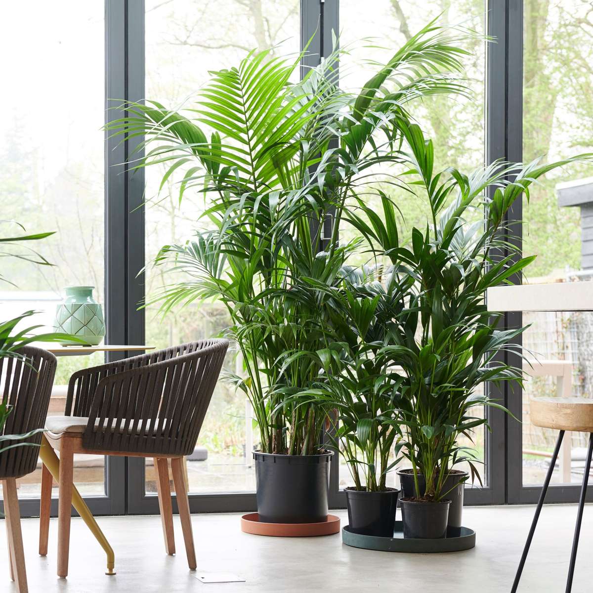 Florastore Kentia Palm - Howea Forsteriana - Height 130-140Cm - ⌀21Cm