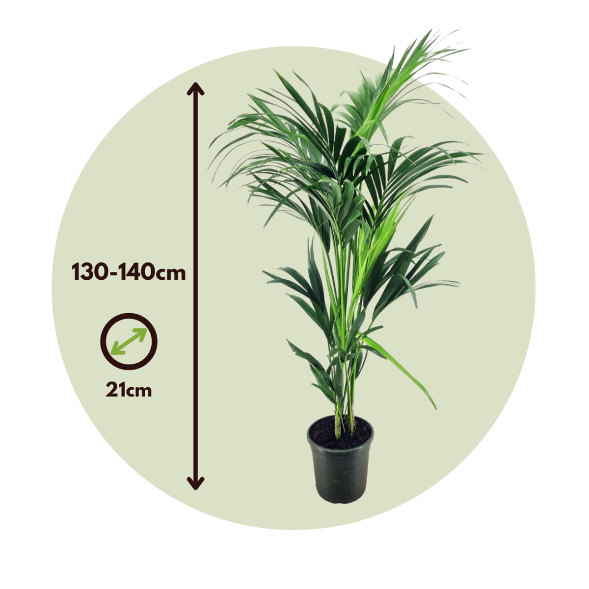 Florastore Kentia Palm - Howea Forsteriana - Height 130-140Cm - ⌀21Cm