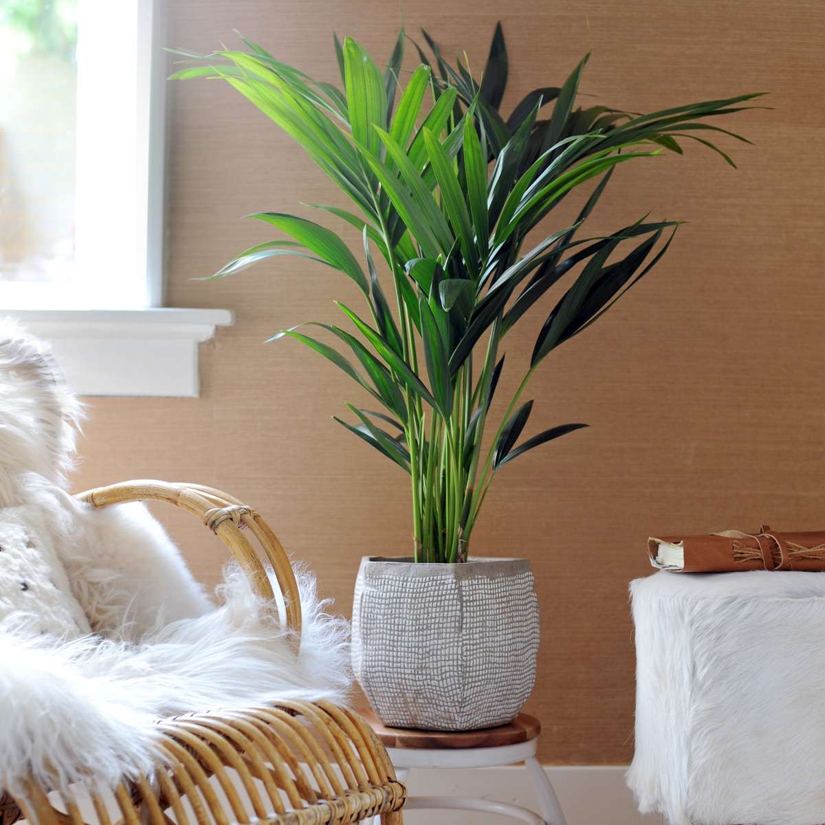 Florastore Kentia Palm - Howea Forsteriana - Height 130-140Cm - ⌀21Cm
