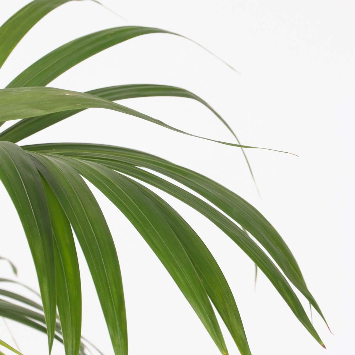 Florastore Kentia Palm - Howea Forsteriana - Height 130-140Cm - ⌀21Cm