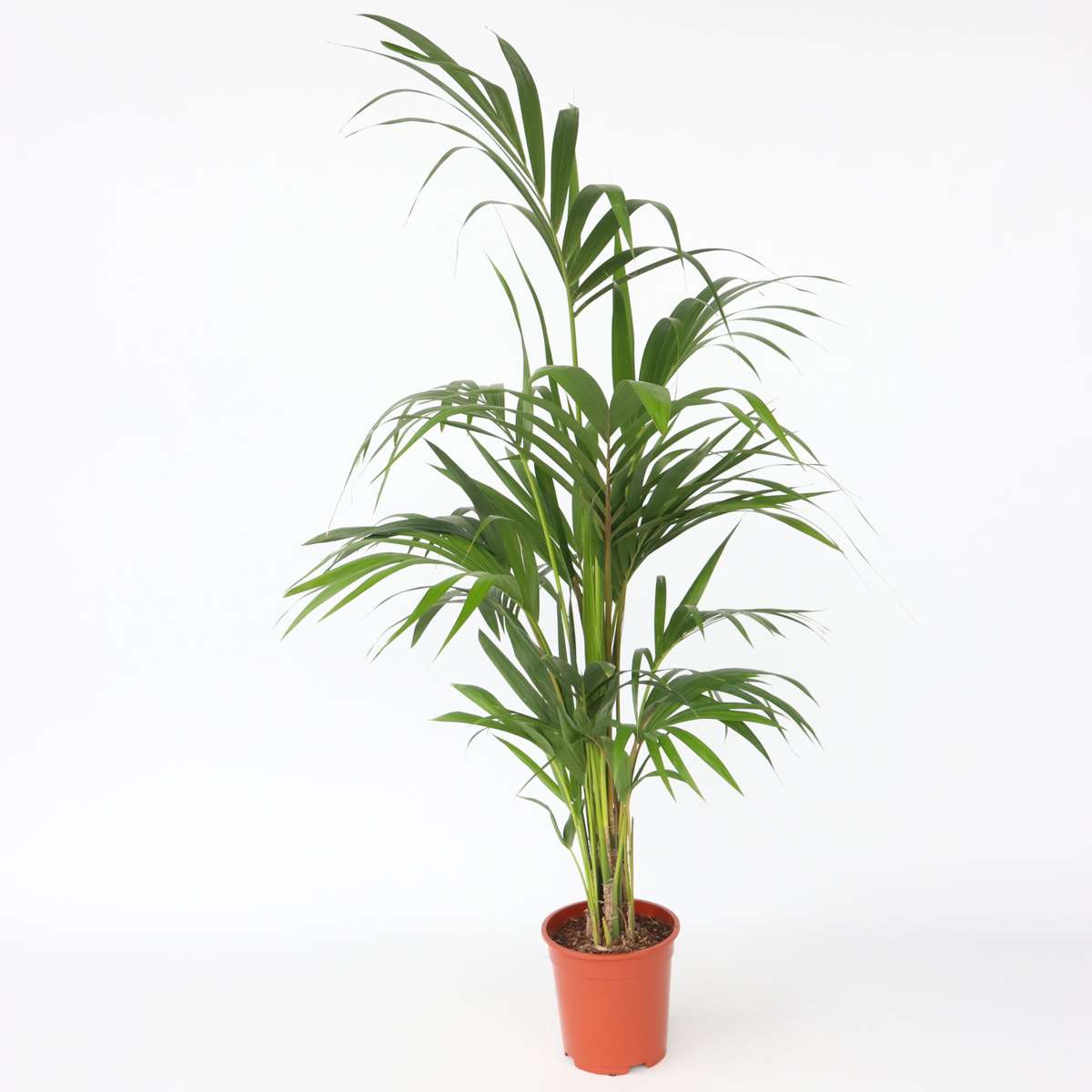 Florastore Kentia Palm - Howea Forsteriana - Height 130-140Cm - ⌀21Cm