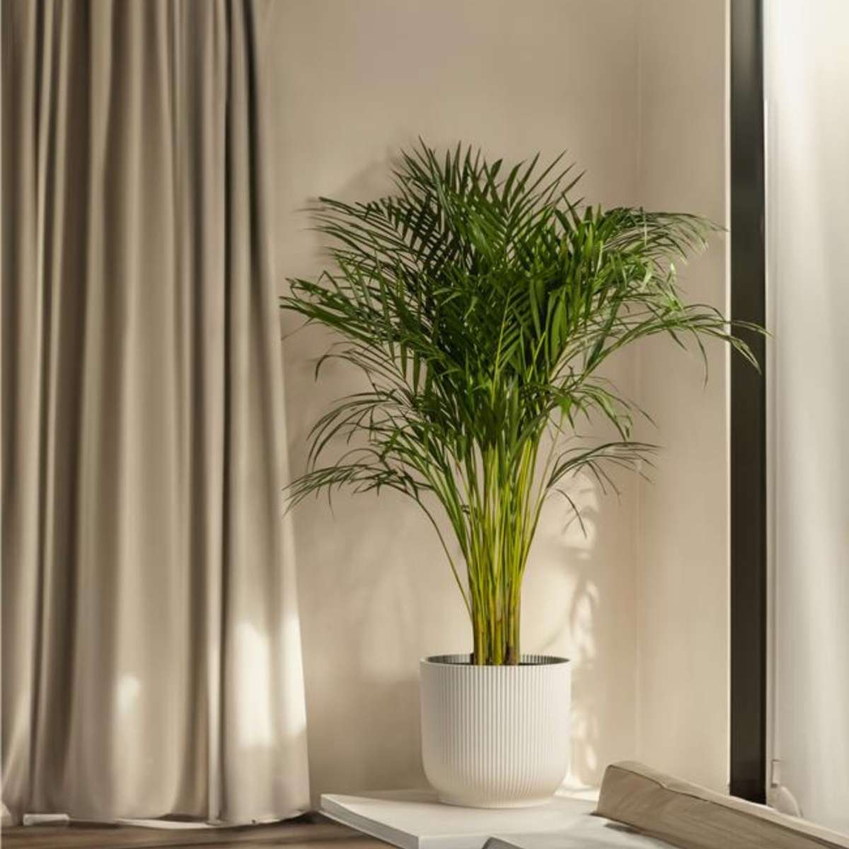 Florastore Kentia Palm - Howea Forsteriana - Height 130-140Cm - ⌀21Cm