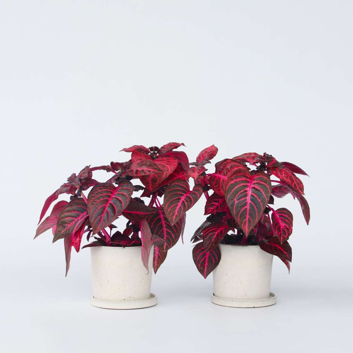 Florastore Bloodleaf Plant - 2 Pcs. - Iresine Herbstii - Height 20-30Cm - ⌀13Cm