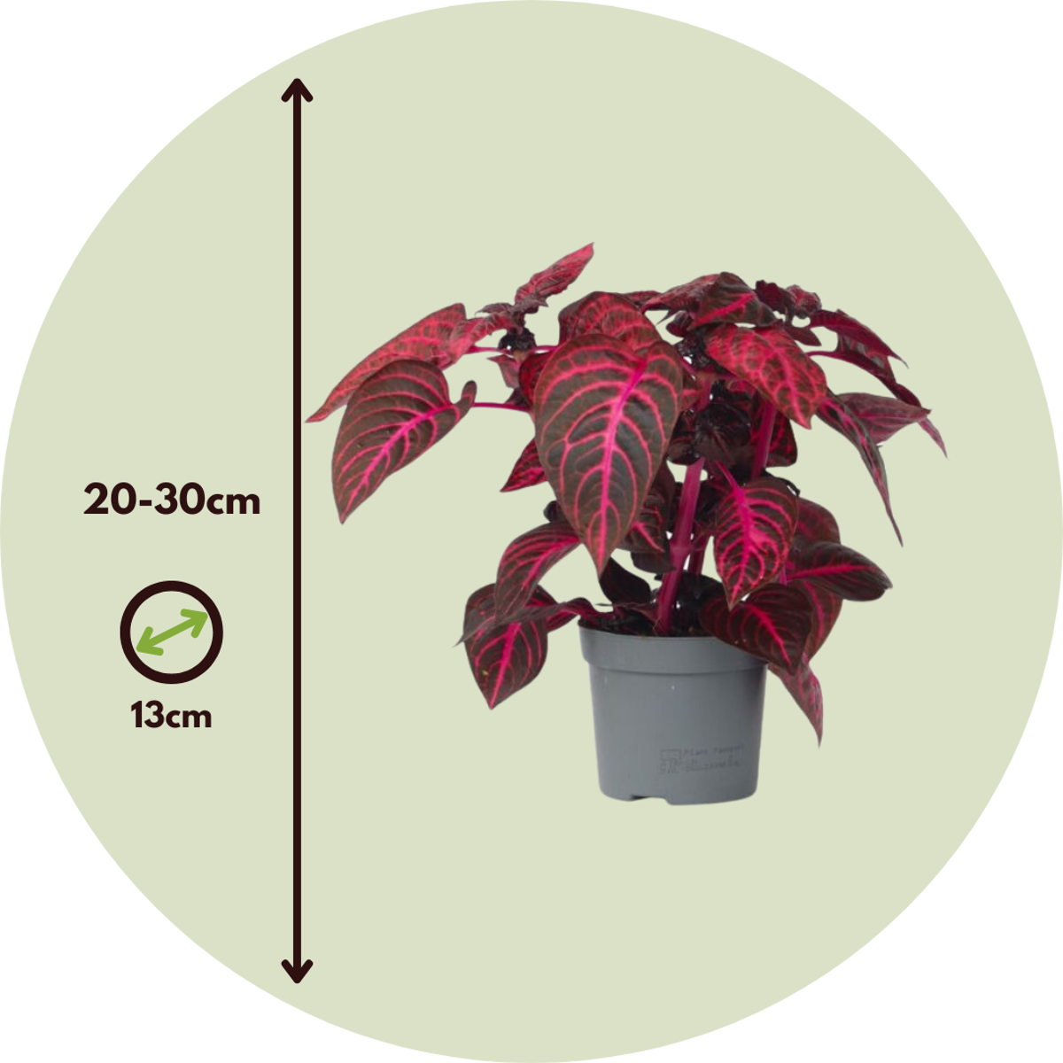 Florastore Bloodleaf Plant - 2 Pcs. - Iresine Herbstii - Height 20-30Cm - ⌀13Cm