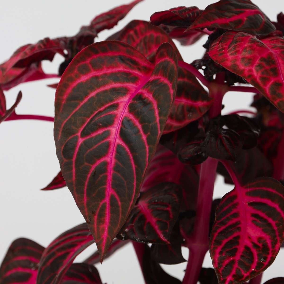 Florastore Bloodleaf Plant - 2 Pcs. - Iresine Herbstii - Height 20-30Cm - ⌀13Cm